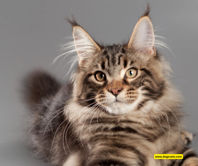 The Majesty of Maine Coons: Size, Color, and Charm